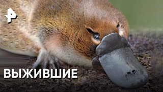 «Невероятно интересные истории»: потомки древних животных