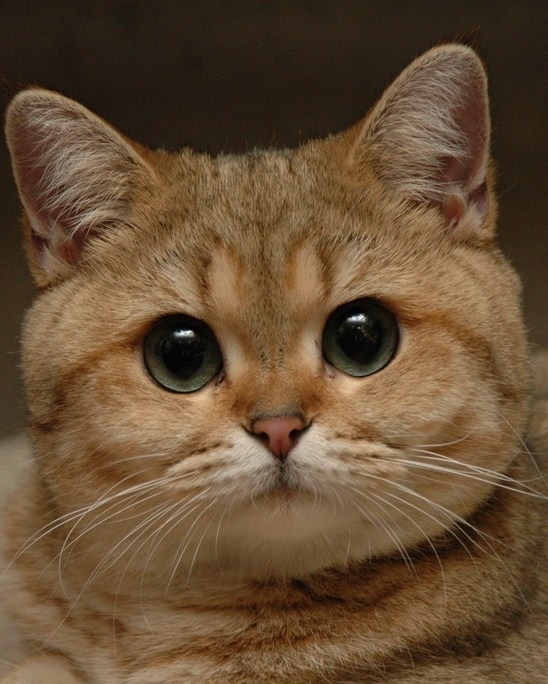 Митяй Чикин фотография #24