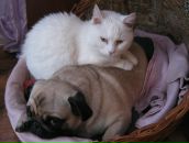 Фотография Шиловской Елены