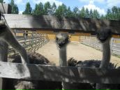 Фотография Kolmakova Julik