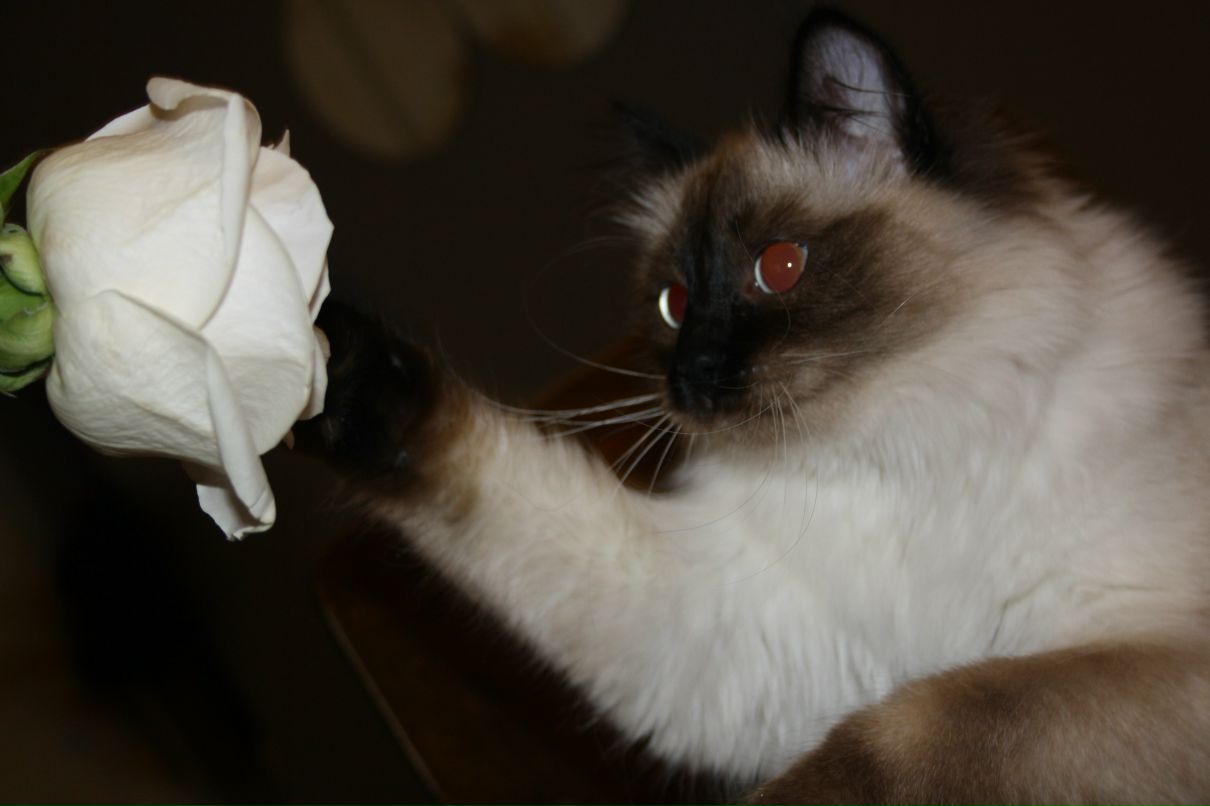 Саша Дмитриева фотография #9