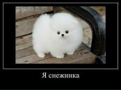 Фёдор Васильевич фотография #29 (источник - https://vk.com/id993603)