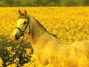 Ліда Николин фотография #33 (источник - https://vk.com/id154039955)