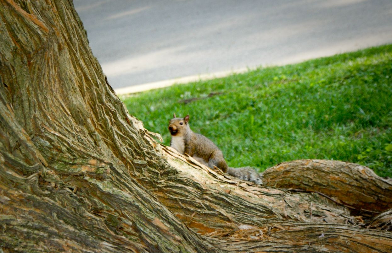 Maritta Pluto фотография #25