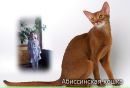 Аля Котік фотография #50 (источник - https://vk.com/id104533644)