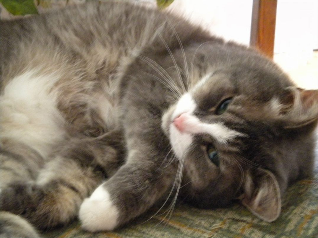 Константин Павлов фотография #15