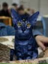 Фотография Силявиной Лизы