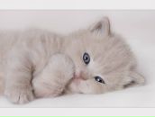 Фотография Головенко Елены