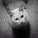 Фотография Породина Ивана