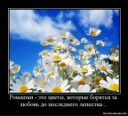 Фотография Ромашки Cinstantin