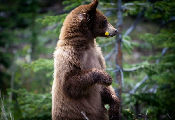 Дмитрий Голдобин фото №17