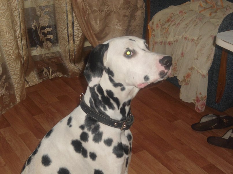 Игорь Ади фотография #8