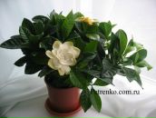 Наталія Шимон фотография #19 (источник - https://vk.com/id12474789)