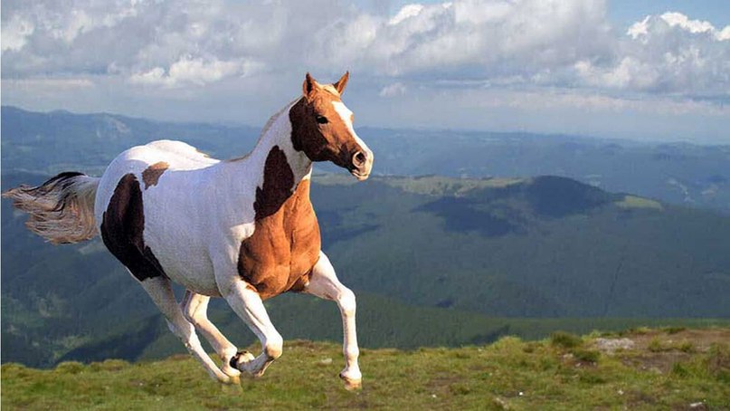 Чингис Самба-Люндуп фотография #8