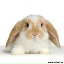 Іра Калиняк фотография #39 (источник - https://vk.com/id37693312)