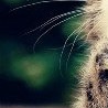Іра Гутей фотография #40 (источник - https://vk.com/id52865116)