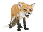 Фотография Кариковой Сони