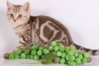 Фотография Оболкиной Елены