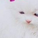 Леся Андреєва фотография #22 (источник - https://vk.com/id142723263)