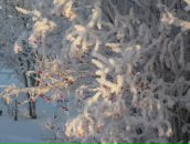 Фотография Алиулловой Татьяны