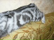 Кирилл Леонов фотография #48 (источник - https://vk.com/id995102)