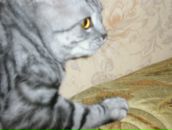 Кирилл Леонов фотография #47 (источник - https://vk.com/id995102)