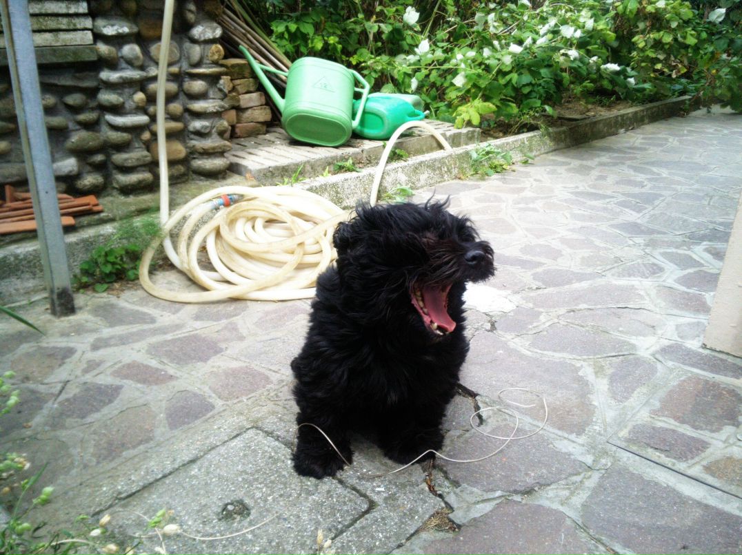 Aghent Max фотография #23