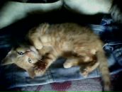 Фотография Новик Елены