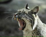 Фотография Родионовой Джулии