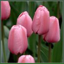 Фотография Svetlova Svetlana