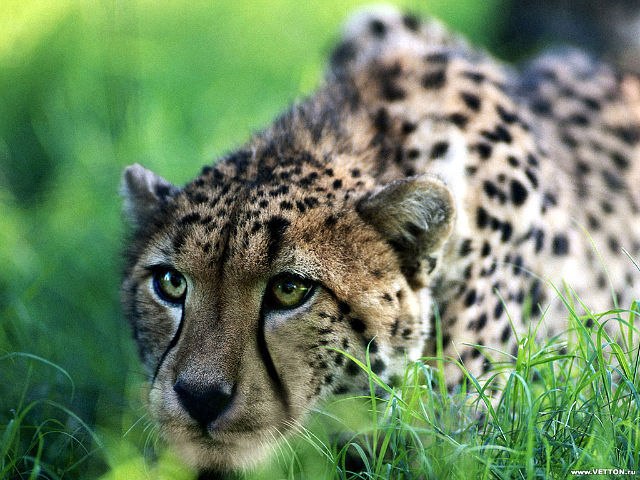 Оля Васильева фотография #7