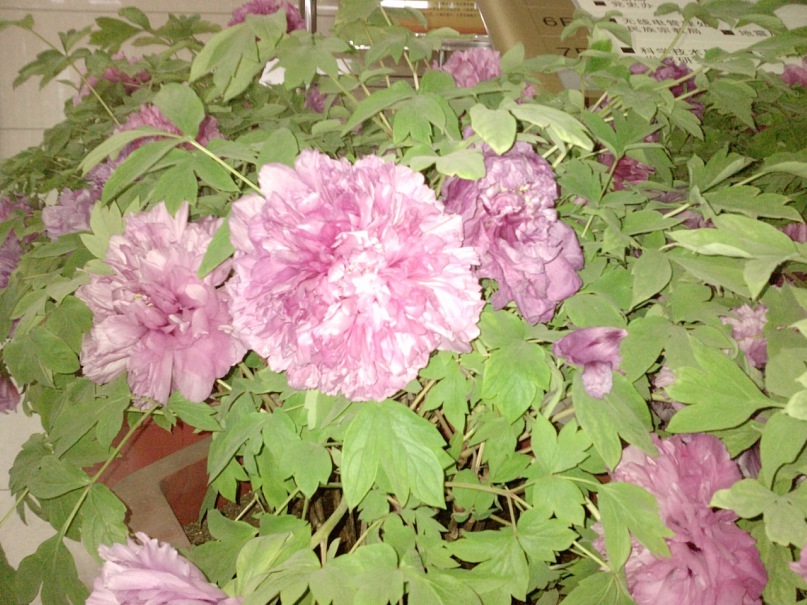 Jin Wei фотография #26