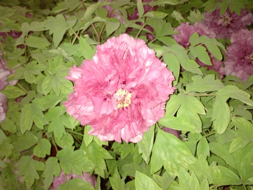 Jin Wei фотография #23