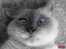 Фотография Матвеева Антона