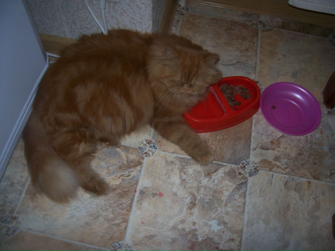 Елена Огун фотография #28