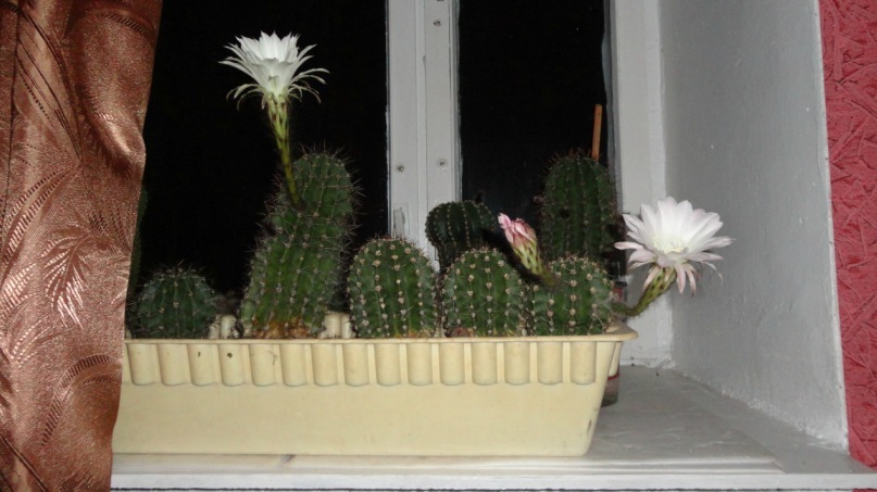 Константин Павлов фотография #12