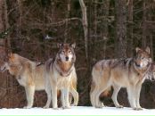 Фотография Чернявского Дмитрия