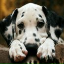 Фотография Карпова Евгения