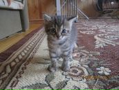 Фотография Приставки Катюшки