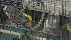 Танічка Корнило фотография #31 (источник - https://vk.com/id136896200)