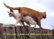 Фотография Голубковой Марины