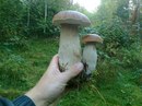 Міша Кошеля фотография #28 (источник - https://vk.com/id160245398)