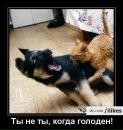 Ігор Ніцевич фотография #43 (источник - https://vk.com/id157091450)