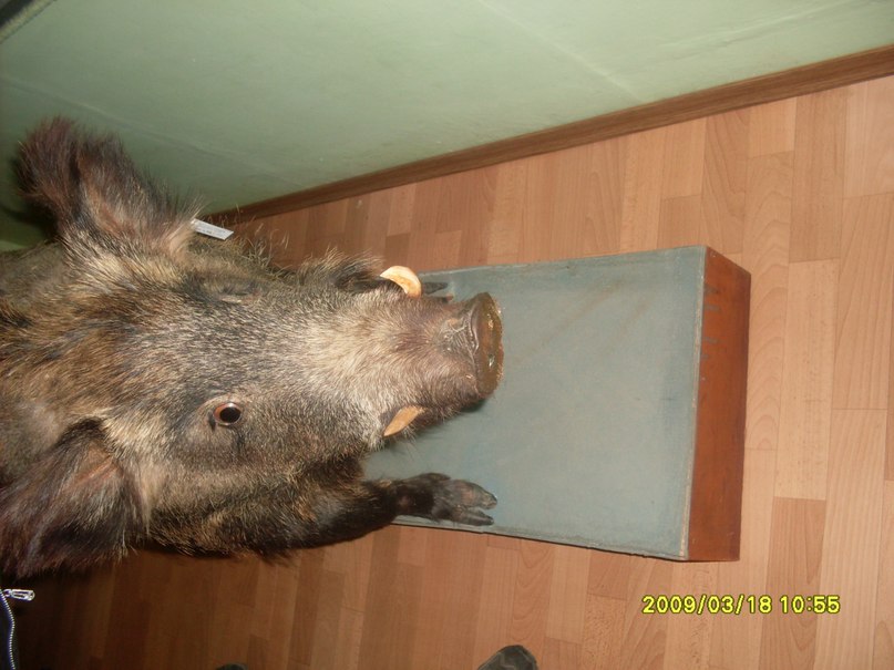 Дмитрий Белецкий фотография #44