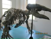 Фотография Мелихова Михаила