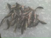 Мішка Тирпак фотография #41 (источник - https://vk.com/id93025430)