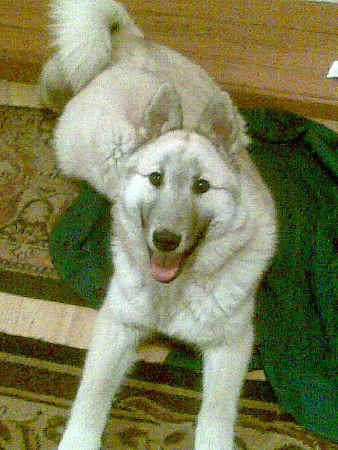 Леша Есис фотография #50