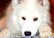 Фотография Аннушкиной Катюшки