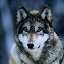 Водоліна Спелмен фотография #1