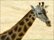 Юля Апшай-Копійко фотография #39 (источник - https://vk.com/id61624448)